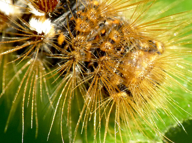 Brown-tail Moth Caterpillar Hairs