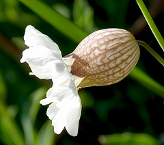 Bladder Campion