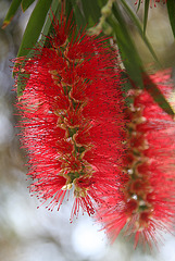 Bottlebrush