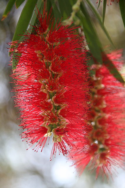 Bottlebrush