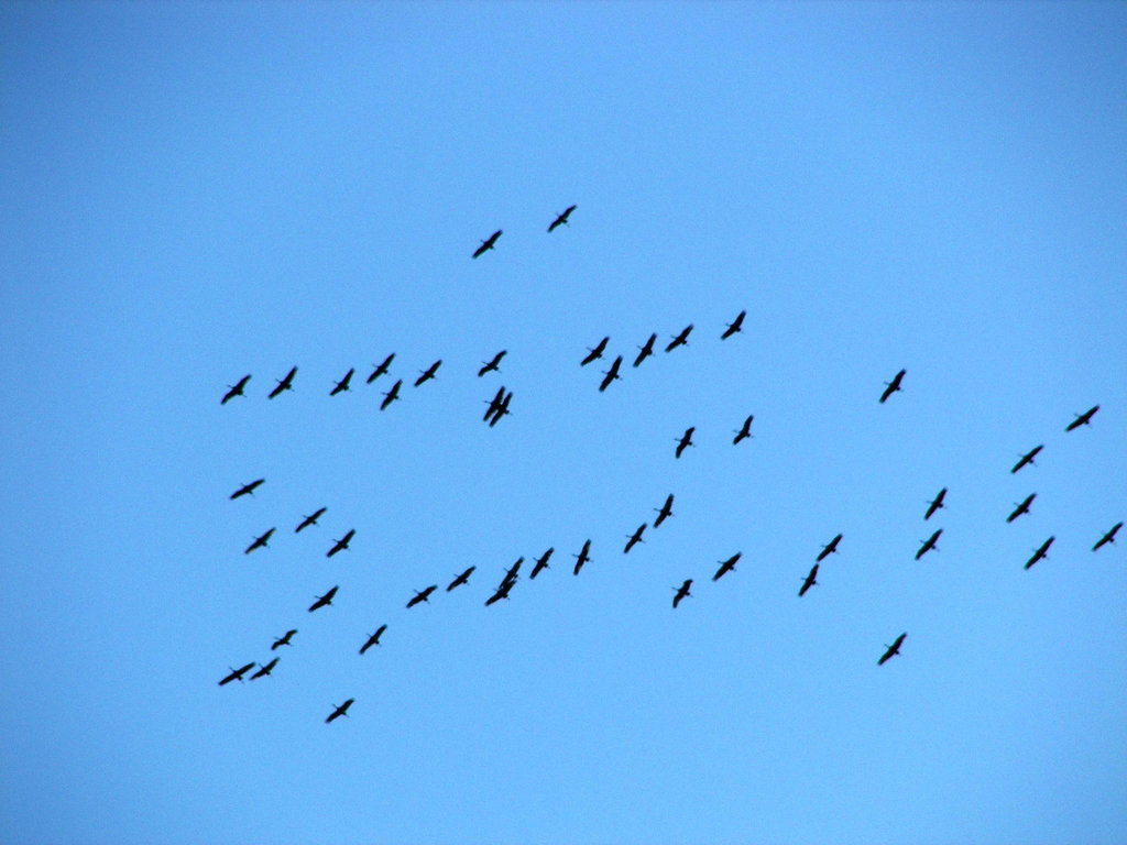 Signs of Autumn; Sandhill Cranes