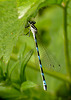 Variable Damselfly Female