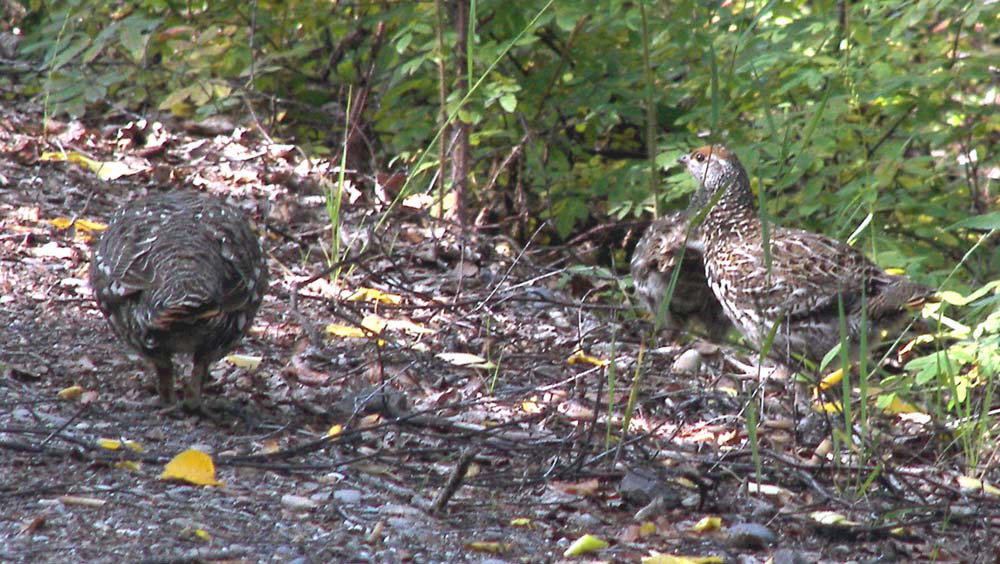 spruce hens