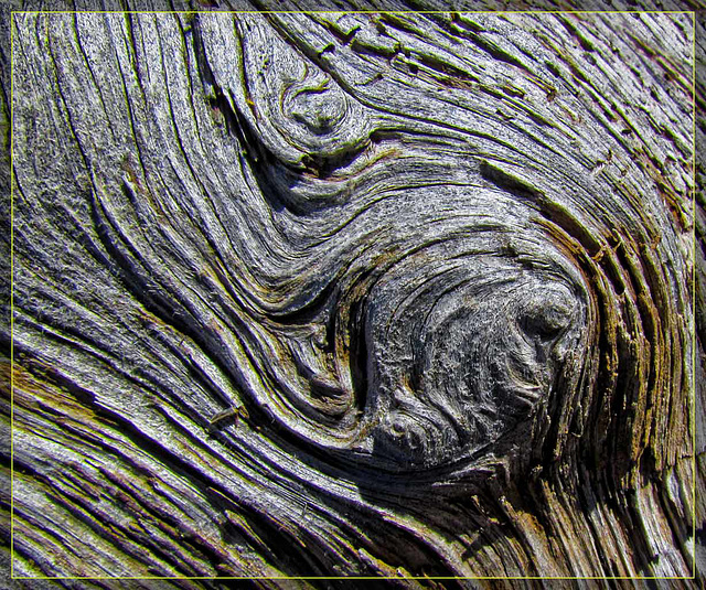 Driftwood Texture