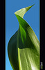 Towering Corn Leaf