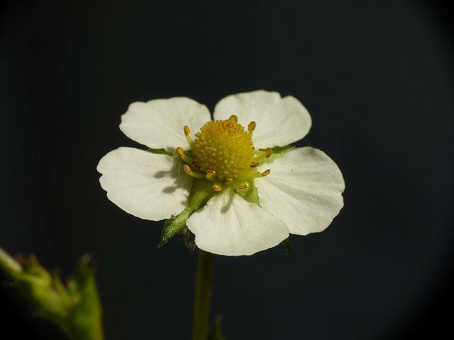 Alpine Strawberry