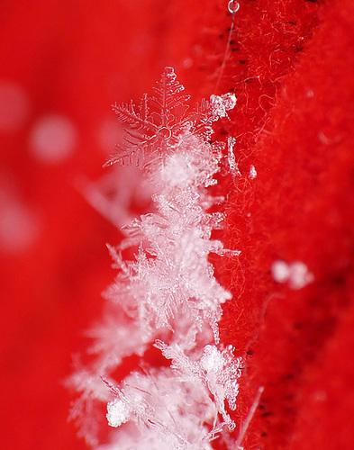 Snowy Christmas Tree