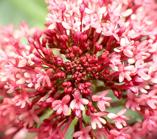 Red Valerian