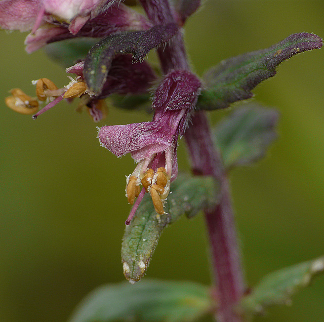 Red Bartsia