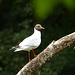 Black-headed Gull