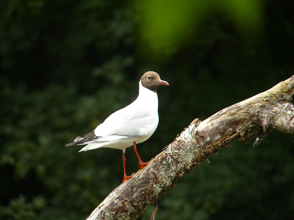 Black-headed Gull