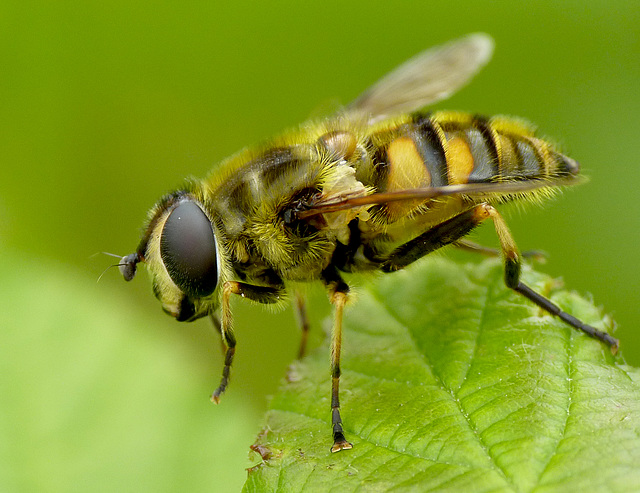 Hoverfly