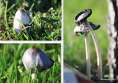 Life stages of a Shaggy Inkcap