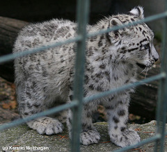 Schneeleopardenbaby Lola (Wilhelma)