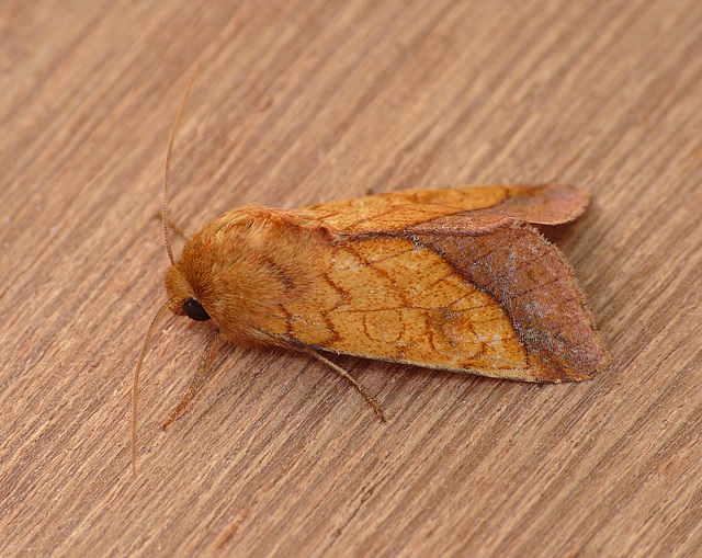 Bordered Sallow