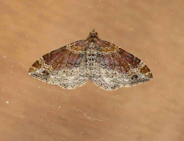 Red Twin-spot Carpet