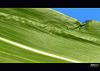 Corn Leaf Abstract