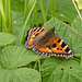 Small Tortoiseshell