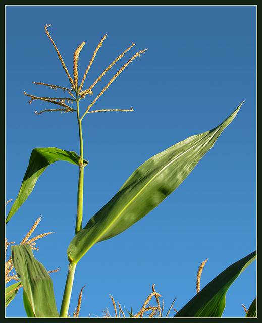 Saluting Corn