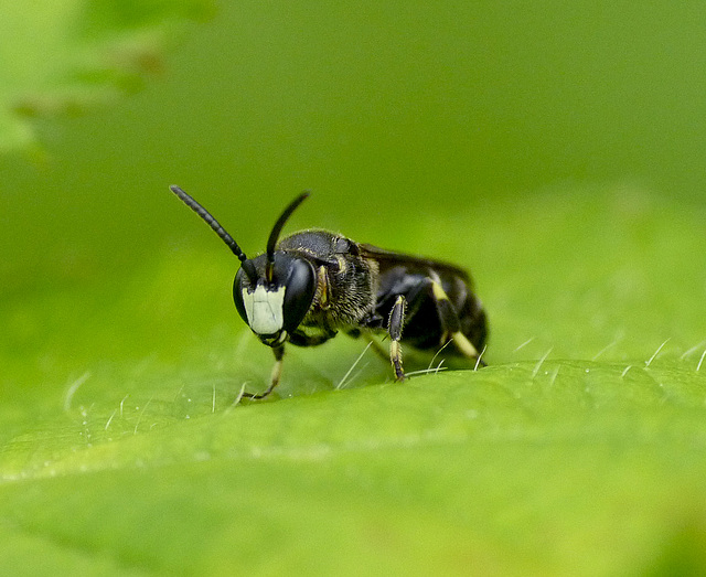 White Faced Bee