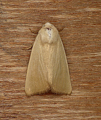 Fen Wainscot