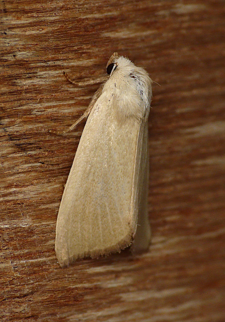 Fen Wainscot