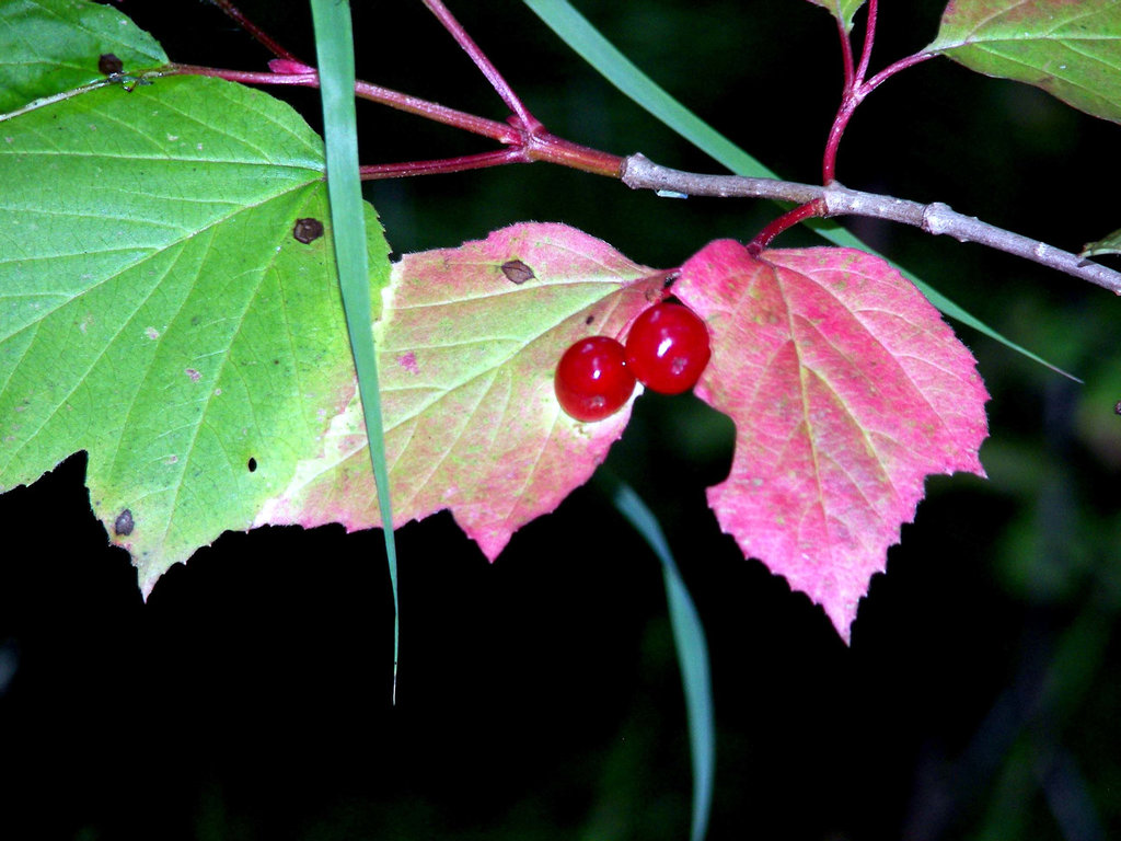 Highbush cranberry