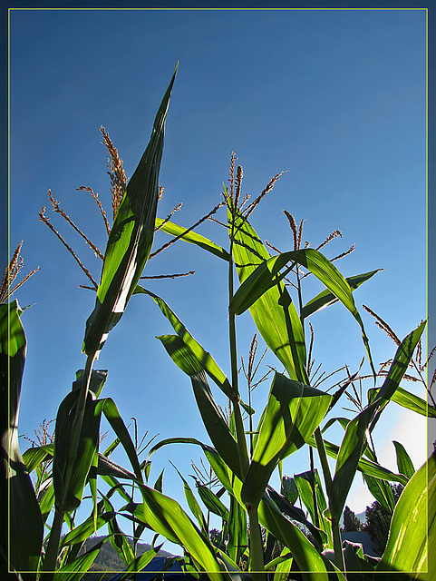 Corn Silhouettes