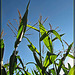 Corn Silhouettes