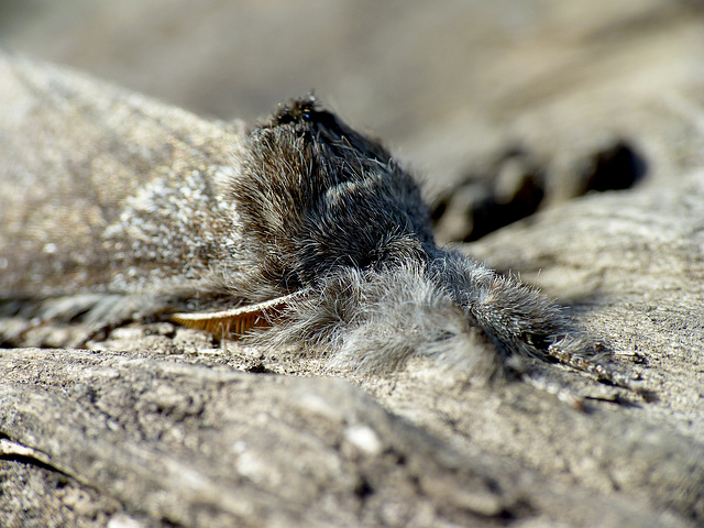 Great Prominent