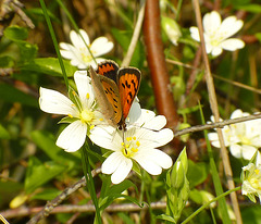 Small Copper