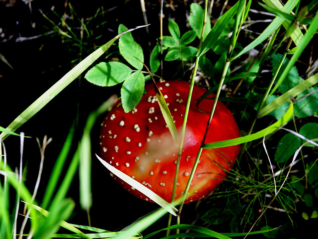 Fly Agaric