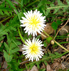 Speaking of Dandelions...