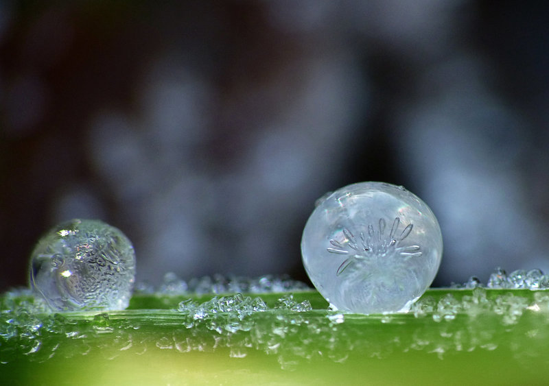 Frosted Dew