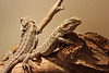 Bearded Dragon