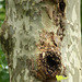essaim d'abeilles dans un tronc d'arbres !!!!