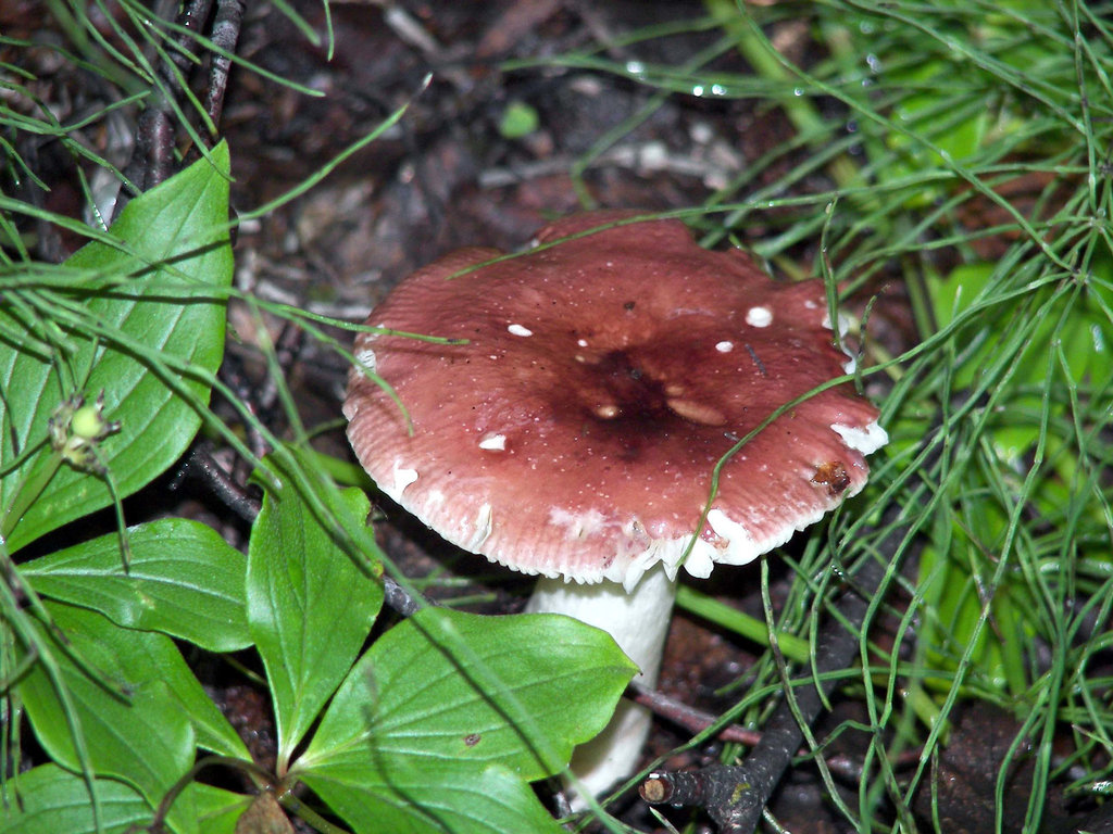 Russula aureta