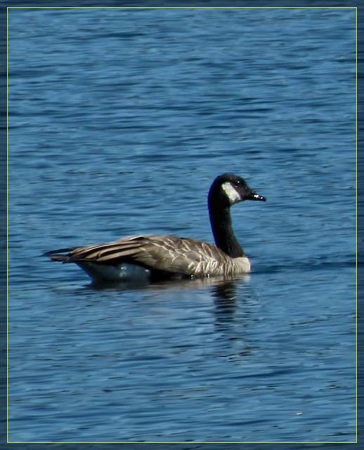 Canadian Goose