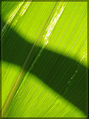 Corn Leaf with Shadow Band