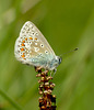 Male Common Blue Butterfly