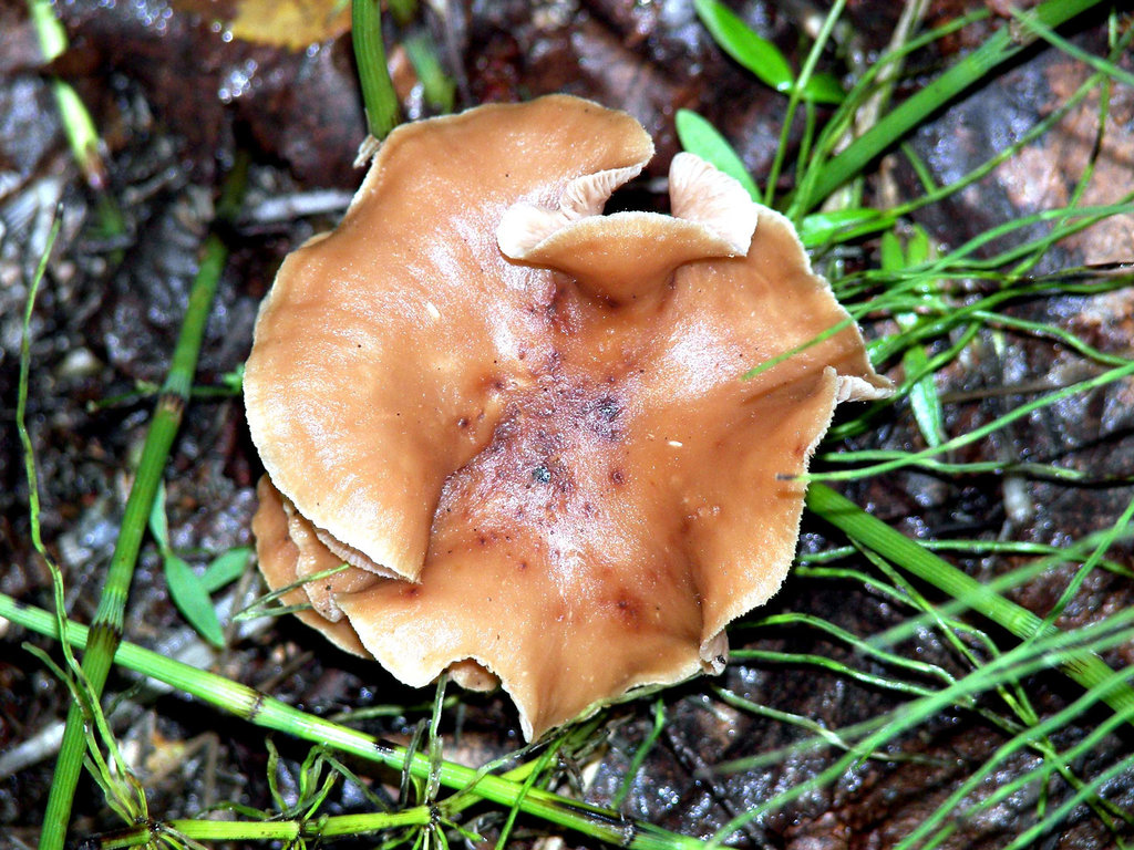 Collybia butyracea?