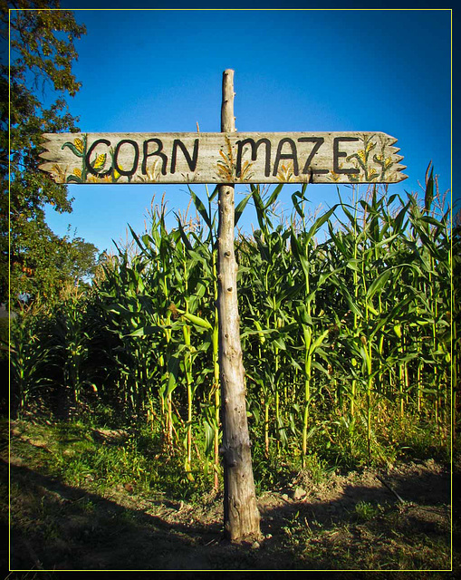 Corn Maze