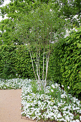 C-Jardin 3-Renaissance 6- Betula utilis 'Jacquemontii'