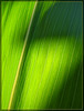 Glowing Corn Leaf