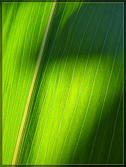 Glowing Corn Leaf