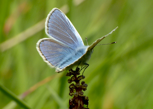 Common Blue Butterfly