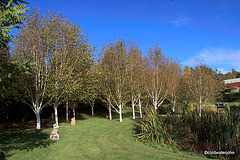 Himalayan Birch - autumn colours