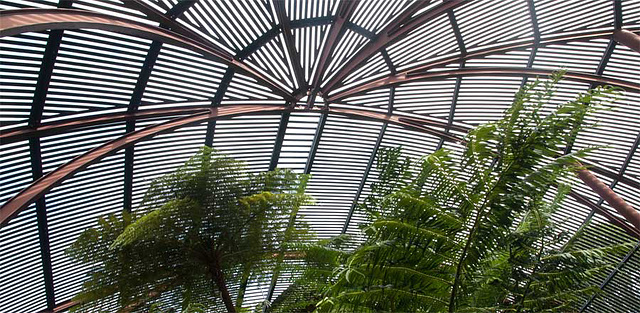 Inside a glasshouse in Botanic Gardens