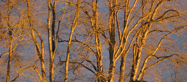Bäume in der Abendsonne