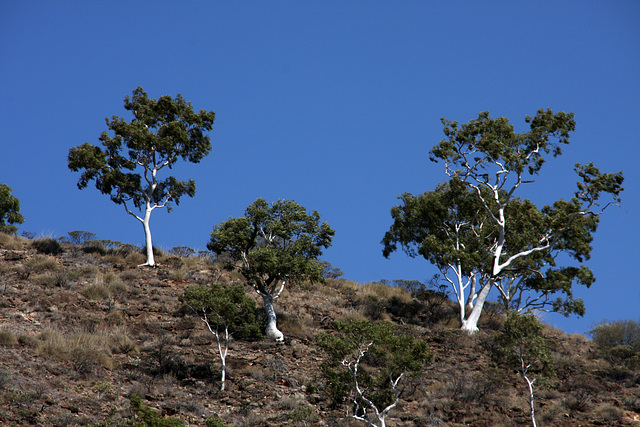 Ghost Gums